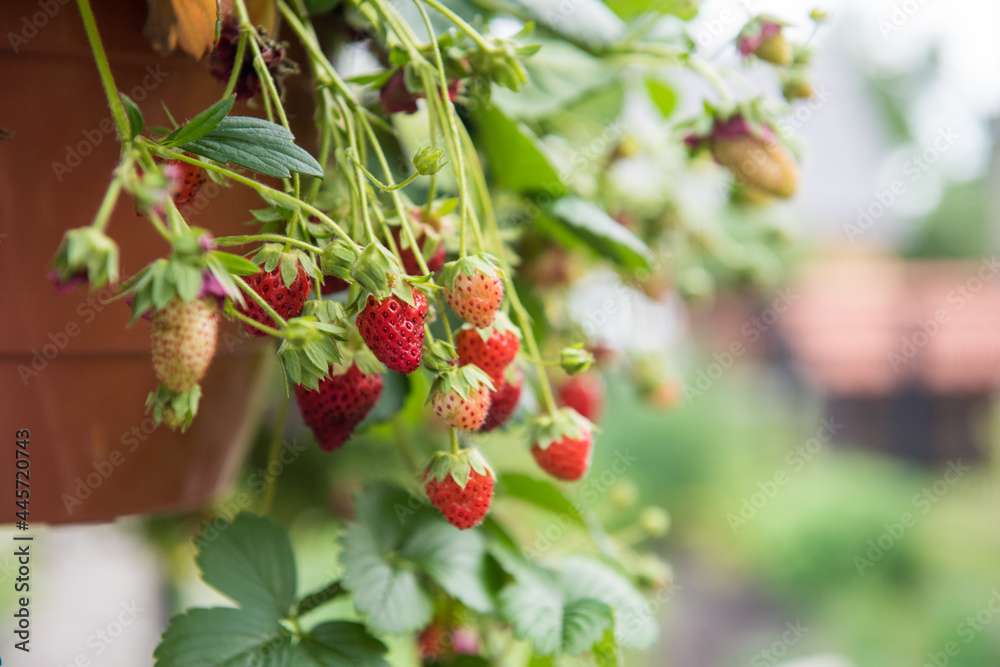 Strawberry plants growing in a terracotta pot Strawberry plants growing in a terracotta pot