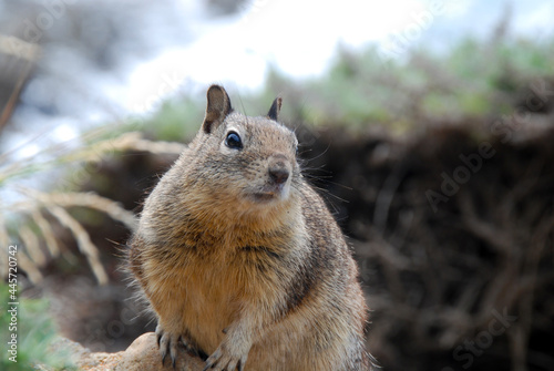 Closeup on North American squirrel

