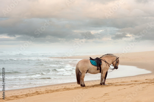 Fotografia horsewoman walking with her fjord
