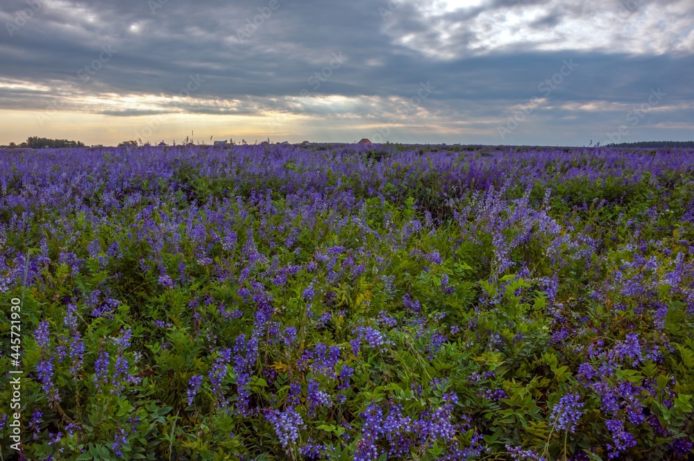 Fototapeta premium Morning landscape on a field with alfalfa