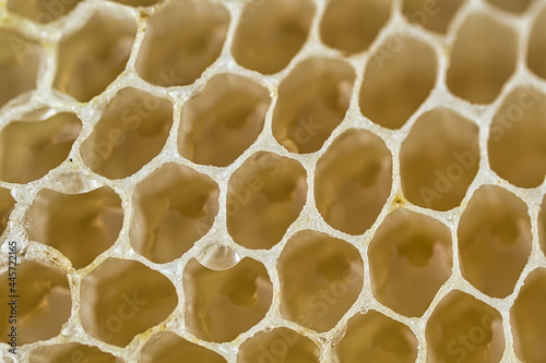 Natürliche Bienenwabe voll Honig 