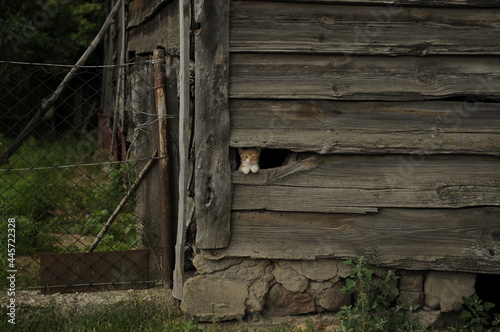 rudy kotek w drewnianym budynku