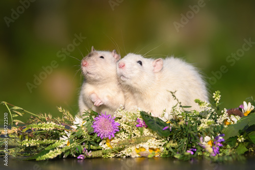 two cute pet rats posing together outdoors