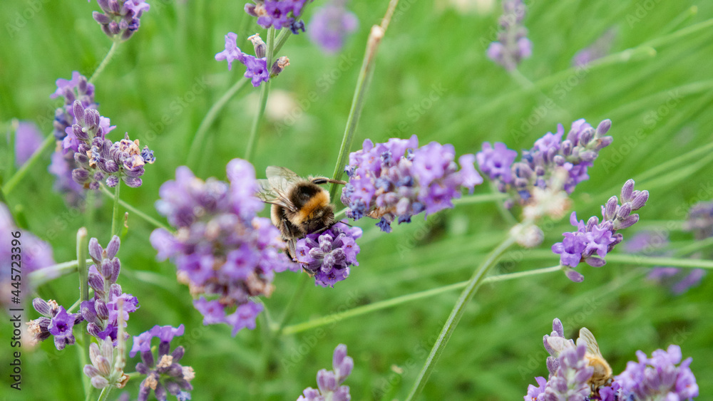Close up of a bumblebee collecting pollen in a lavender field in France Close up of a bumblebee collecting pollen in a lavender field in France
