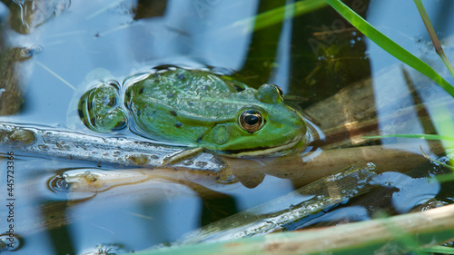 Side view of a green edible frog with its legs in water resting on sticks in a lake