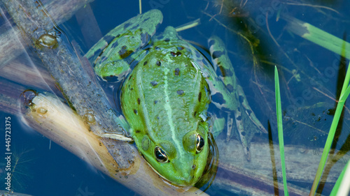 Top view of a green European edible frog partly immersed in water among branches and grass in a lake