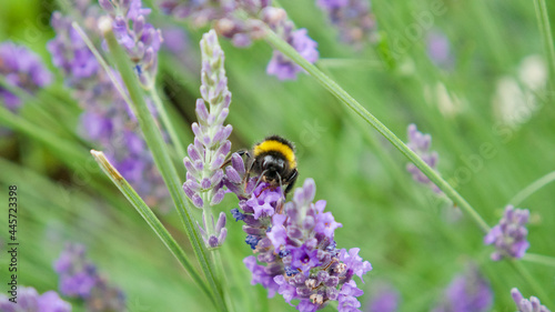 Front view of a bumblebee collecting pollen from a lavender flower in a lavender field in France