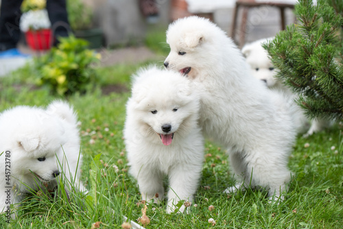 Funny fluffy white Samoyed puppies dogs are playing