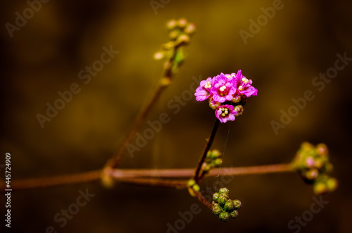 Small wild flowers of India on beautiful background © Artzone Creatives