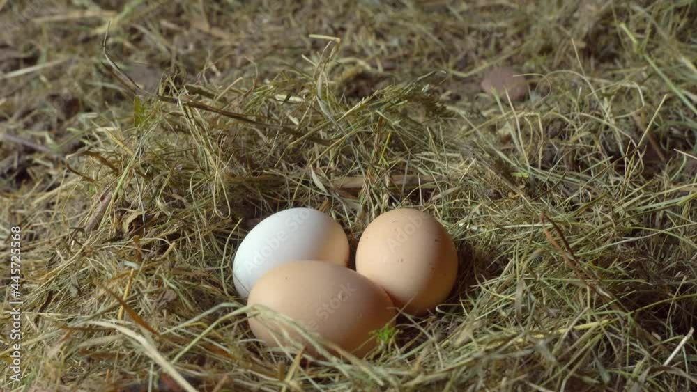 Chicken eggs close-up in a chicken coop on hay or straw. The camera movement is smooth. A rural area or a farmer's business in the village for the production of eggs and chickens with chickens. Chicken eggs close-up in a chicken coop on hay or straw. The camera movement is smooth. A rural area or a farmer's business in the village for the production of eggs and chickens with chickens.