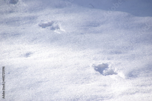 Eichhörnchenspuren im Schnee 445725996 Tierspuren Eichhörnchen © manuela_merl