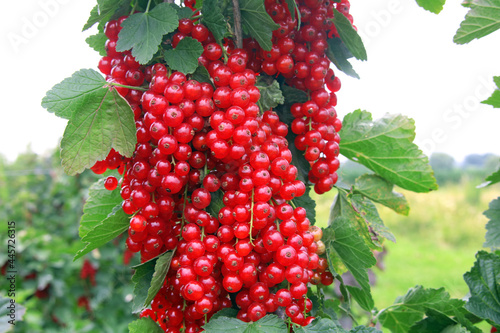 Rote Johannisbeeren