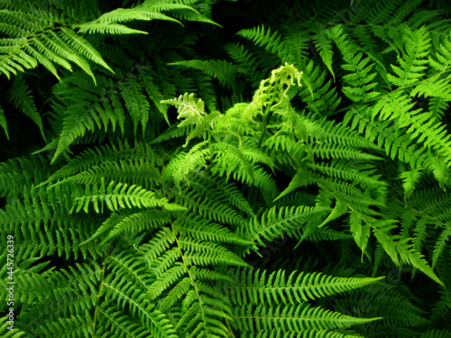 macro Photo of green fern petals. The plant fern blossomed. Fern on the background of green plants.