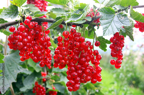 Rote Johannisbeeren