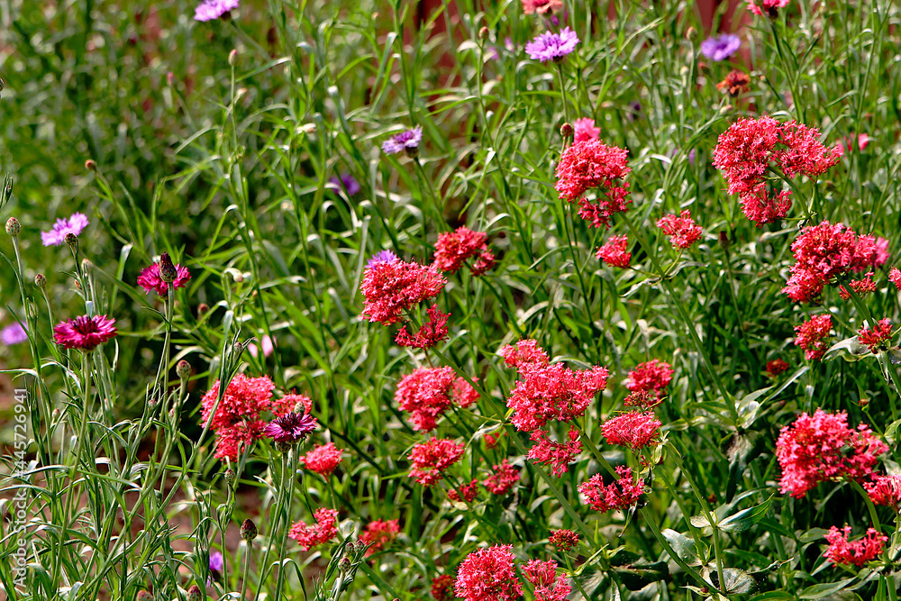 Red flowers in the garden. Flowers and green grass. Background image.