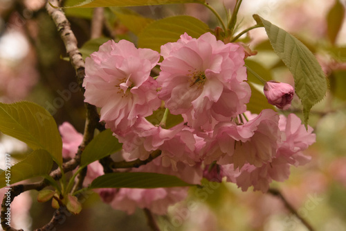 Very Pretty Pale Pink Cherry Blossoms Flowering © dejavudesigns