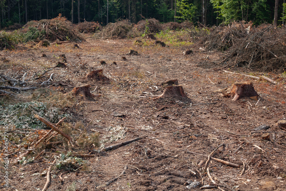 Felled pine trees in forest. Deforestation and Illegal Logging Felled pine trees in forest. Deforestation and Illegal Logging