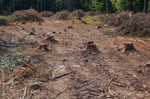 Felled pine trees in forest. Deforestation and Illegal Logging photo