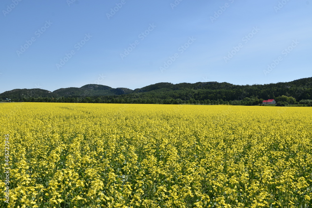 A field in bloom under a blue sky, Québec, Canada
