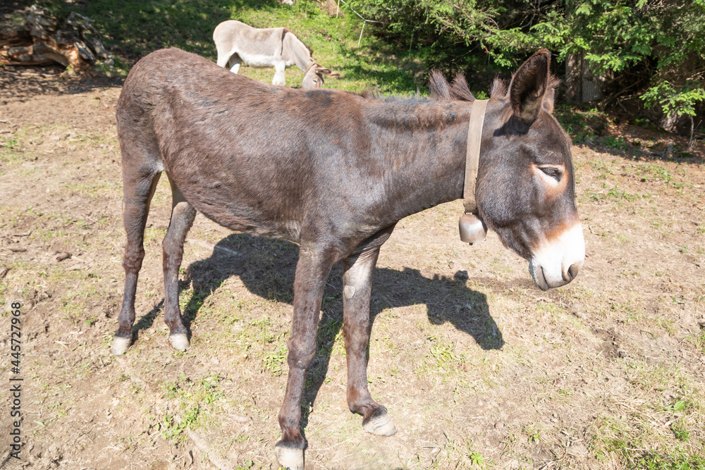 Fototapeta premium black_donkey