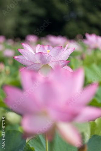 美しい蓮の花　7月