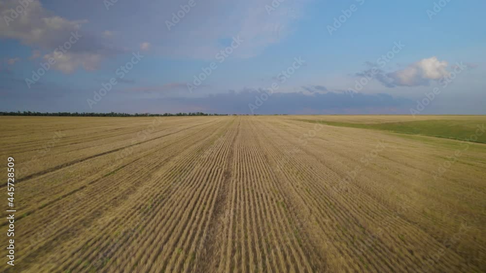 Mowed wheat field, blue sky with white clouds. Beautiful rural landscape, moving toward the horizon, top view. Summer, harvest time, 4k video. Mowed wheat field, blue sky with white clouds. Beautiful rural landscape, moving toward the horizon, top view. Summer, harvest time, 4k video.