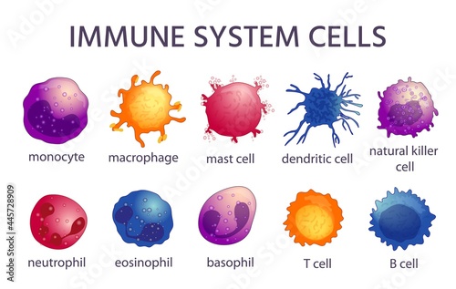 Immune system cell types. Cartoon macrophage, dendritic, monocyte, mast, b and t cells. Adaptive and innate immunity, lymphocyte vector set photo