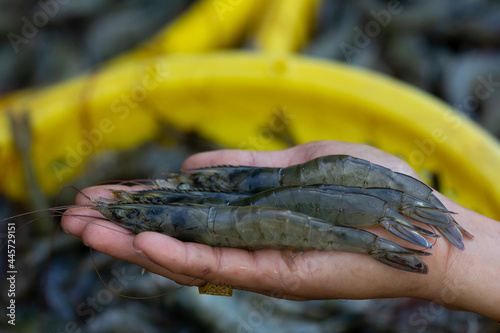 Pacific White shrimps