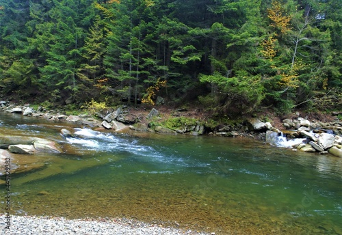 river in the forest