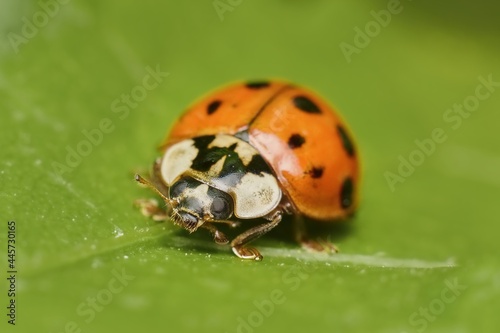 Eastern ladybug on a leaf