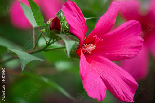 Beautiful purple hibiscus flower close up