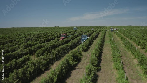 Aerial over symmetrical wine yard, farmer and workers collect grapes, fruits and load them into tractors. Drone is flying fast. Rows of vines in the picturesque landscape of the vineyard. 