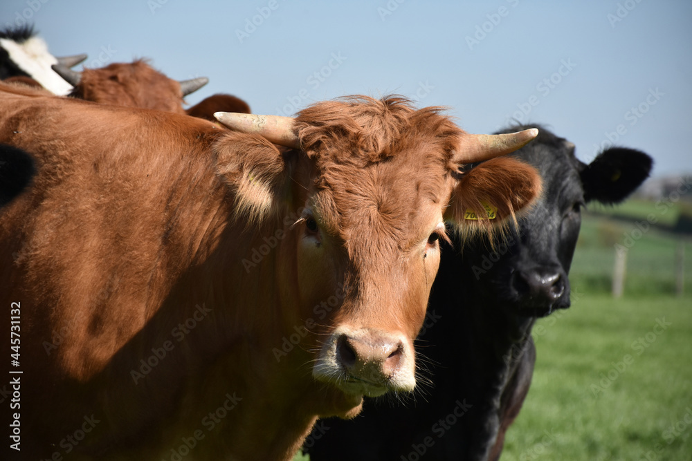 Brown and Black Cows Standing Together in a Herd Brown and Black Cows Standing Together in a Herd