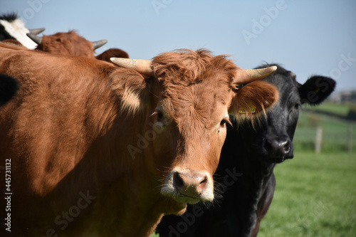 Brown and Black Cows Standing Together in a Herd