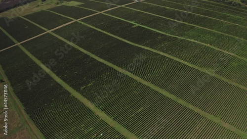 Epic from great height agricultural endless plantation green field many rows planting fruit trees, grape. Wine harvest. Mass plant cultivation. Breathtaking agrarian landscape. Rural farm. Aerial.