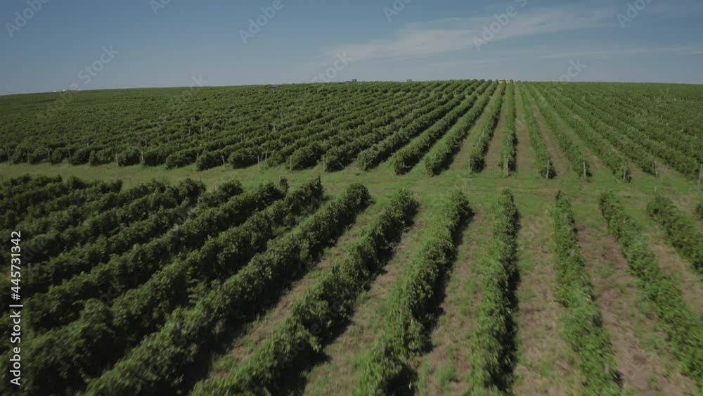 Aerial over symmetrical wine yard, farmer and workers collect grapes, fruits and load them into tractors. Drone is flying fast. Rows of vines in the picturesque landscape of the vineyard. Aerial over symmetrical wine yard, farmer and workers collect grapes, fruits and load them into tractors. Drone is flying fast. Rows of vines in the picturesque landscape of the vineyard.