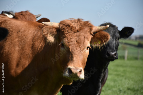 Cow Herd with a Brown and Black Cow Together
