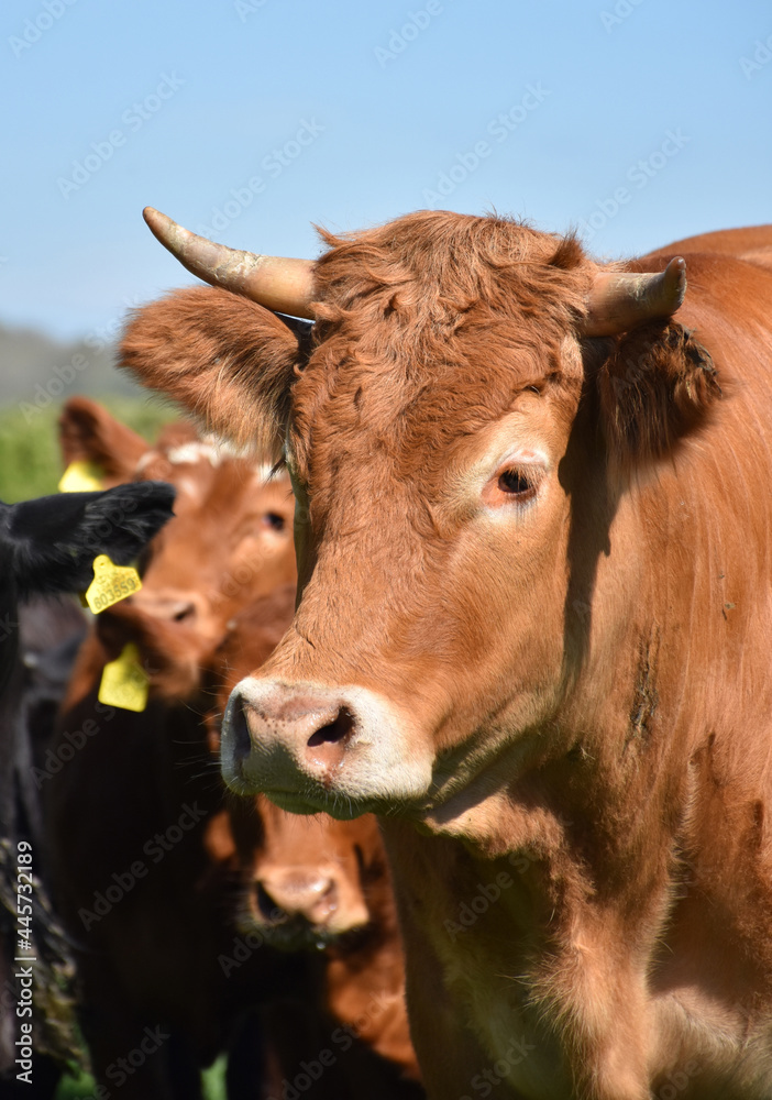 Profile of a Tan Bull in a Field with Cows