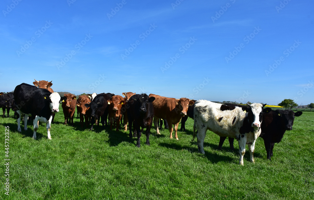 Herd of Cattle on a Farm in England