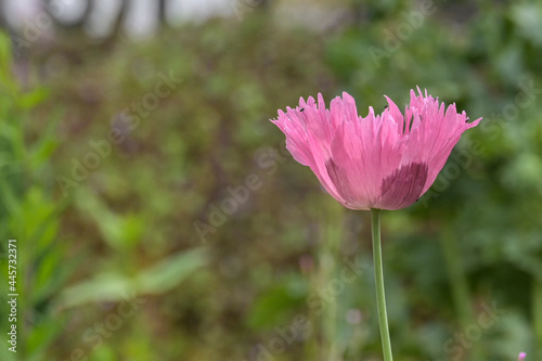 pink poppy with bokeh