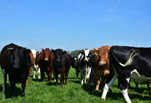 Farm with a Beautiful Herd of Cattle in the Spring