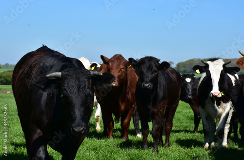 Herd of Cows Standing in a Field in England