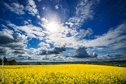 Yellow blooming rapeseed field. Canola is an agricultural plant for the production of oil and fuel. Summer landscape