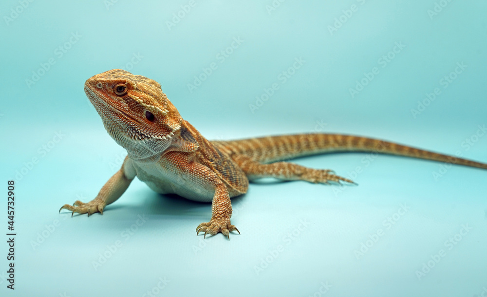Obraz premium Bearded Dragon