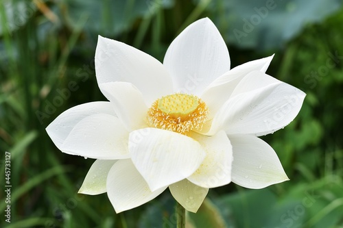 natural white lotus