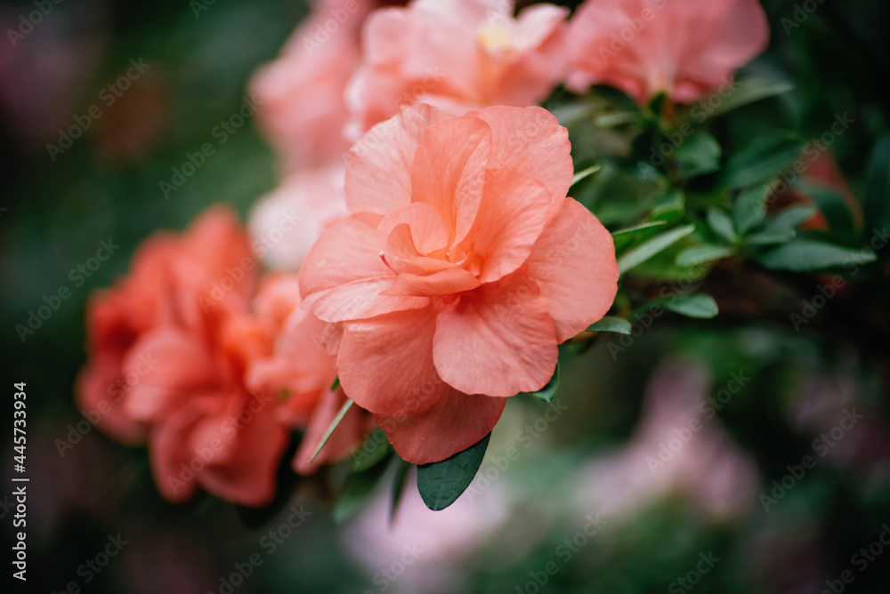 Obraz premium Blooming hybrid Azalia Rhododendron hybridum selection in a greenhouse. flower background. Soft focus.