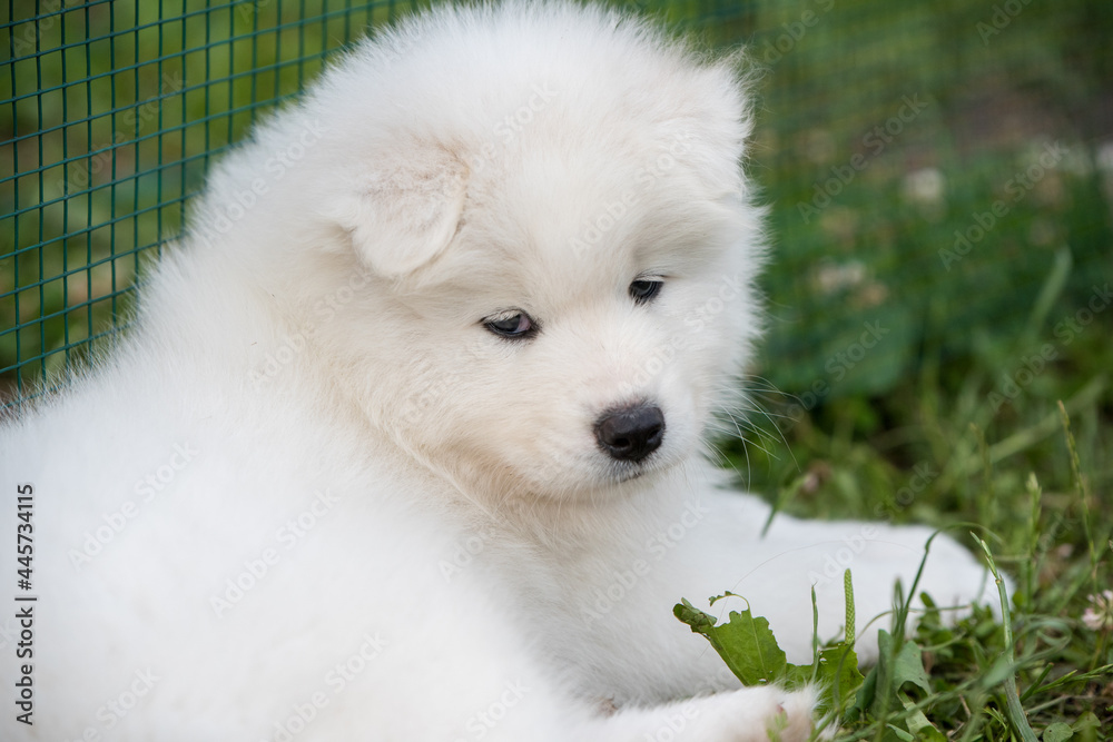 Funny Samoyed puppy in the summer garden on grass