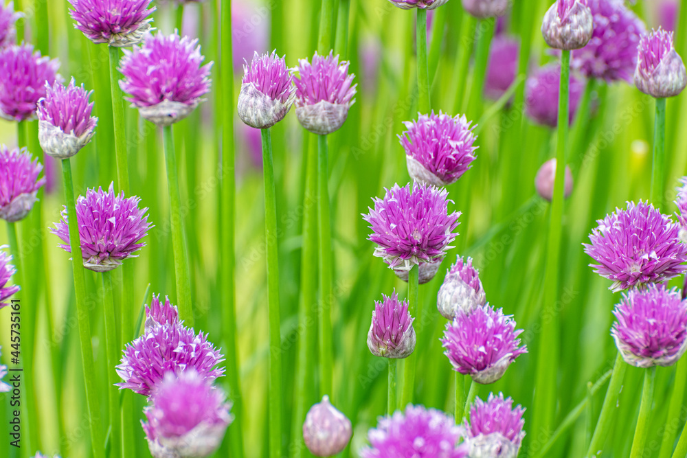 fresh chive flowers on a bright green background of stems fresh chive flowers on a bright green background of stems