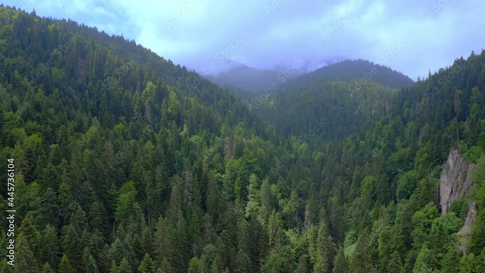 Aerial drone view flight over pine tree forest in the Rila mountain, Bulgaria. 4k Aerial drone view flight over pine tree forest in the Rila mountain, Bulgaria. 4k