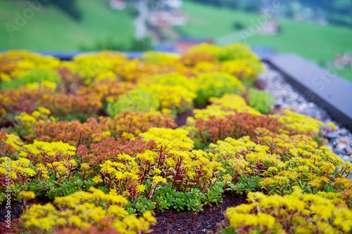 yellow blooming sedum roof garden on a hotel roof in the mountains